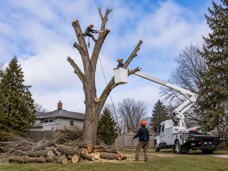 Dogwood Tree Removal in Montgomery County, PA