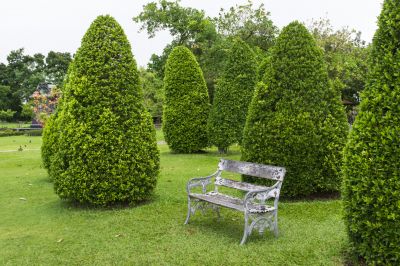 Enlist the help of experienced arborists