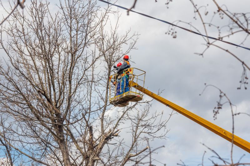 Ornamental Tree Trimming