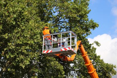 Ornamental Tree Trimming