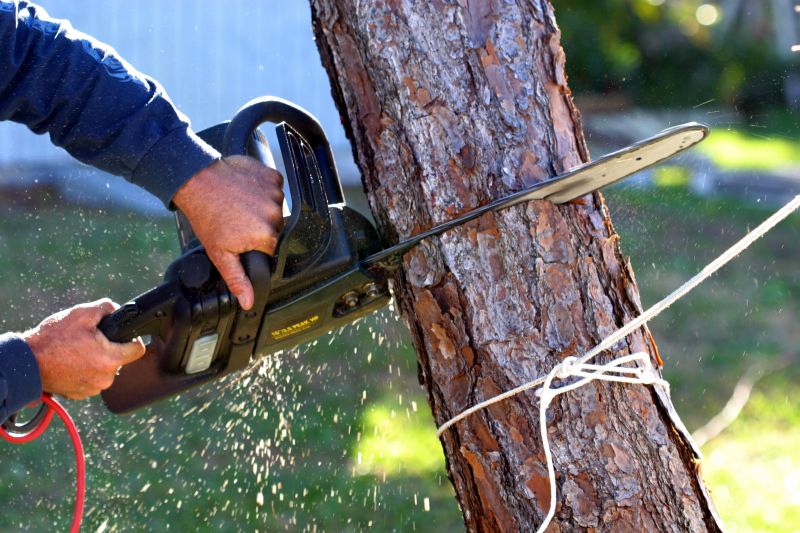 Apple Tree Removal in Bucks County, PA