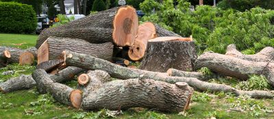Birch Tree Removal in Allentown, PA