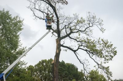 Fallen Tree Removal in Action