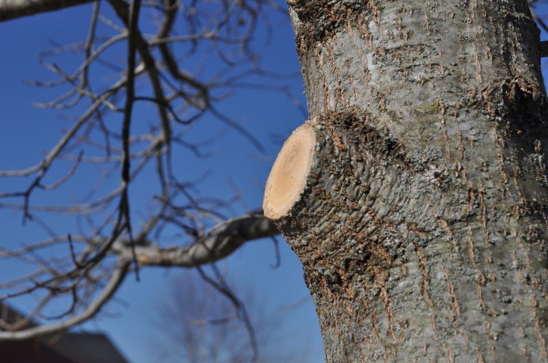 Limb Pruning in San Jose, CA