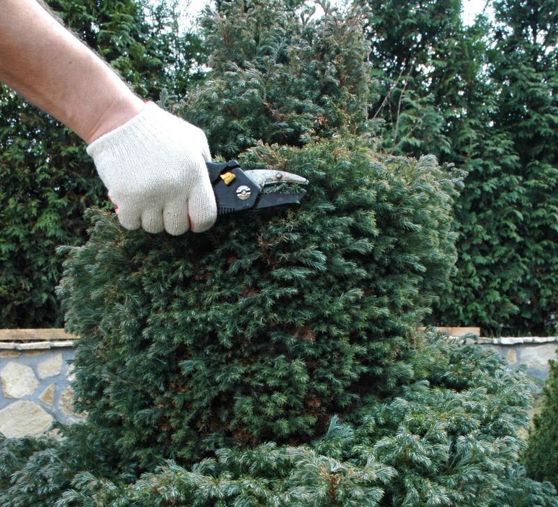 Ornamental Tree Trimming