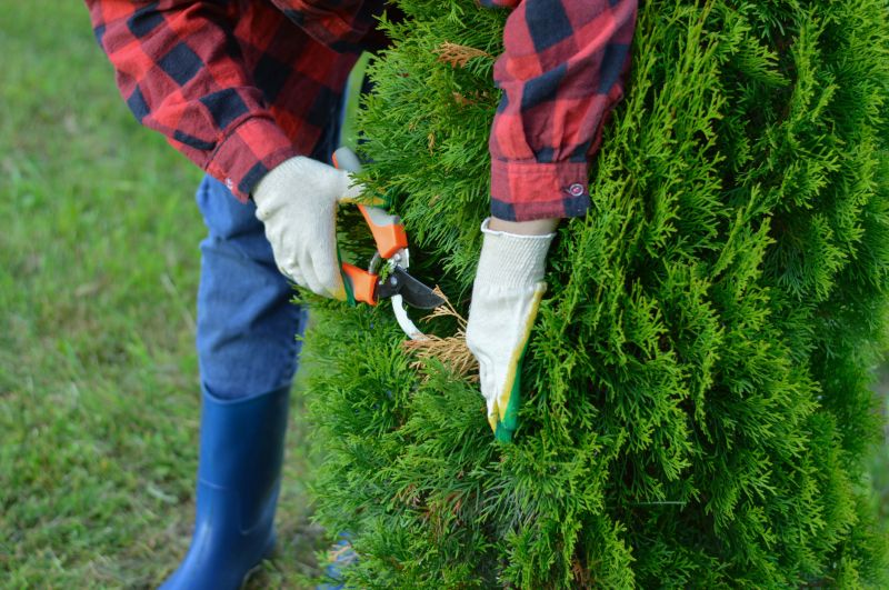 Ornamental Tree Trimming