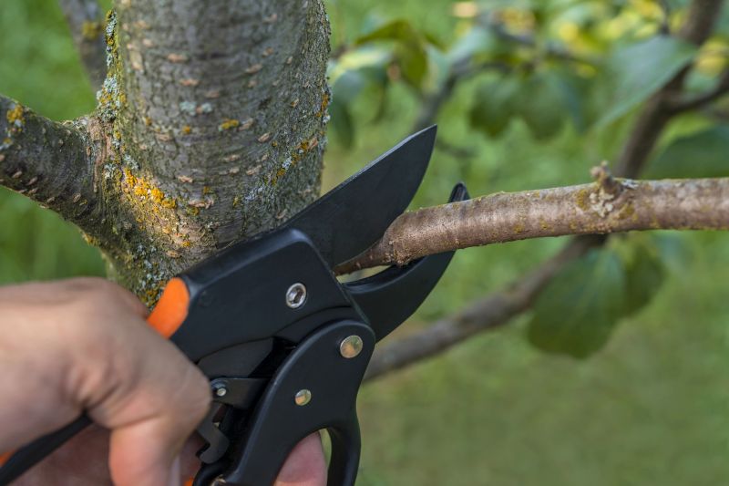 Peach Tree Pruning in Allentown, PA