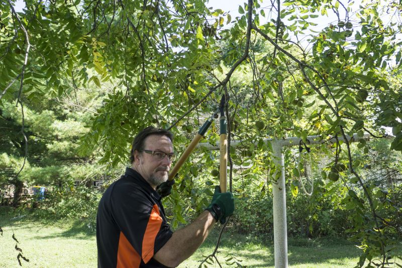 Tree Branch Cutting in San Jose, CA