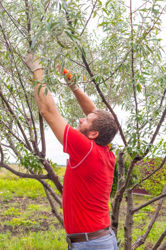 Tree Pruning in Doylestown, PA