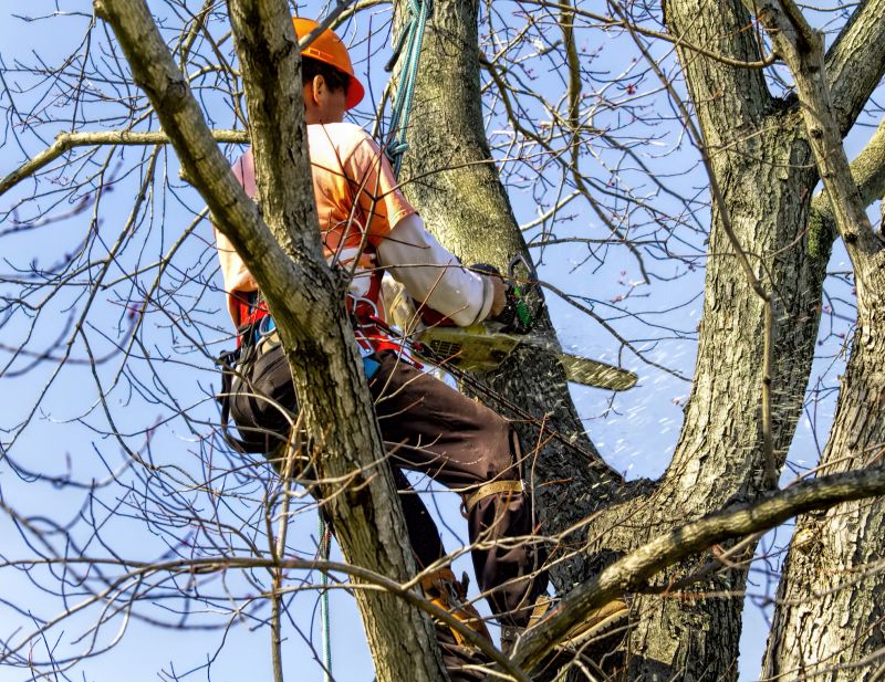 Tree Removal Service in Bucks County, PA