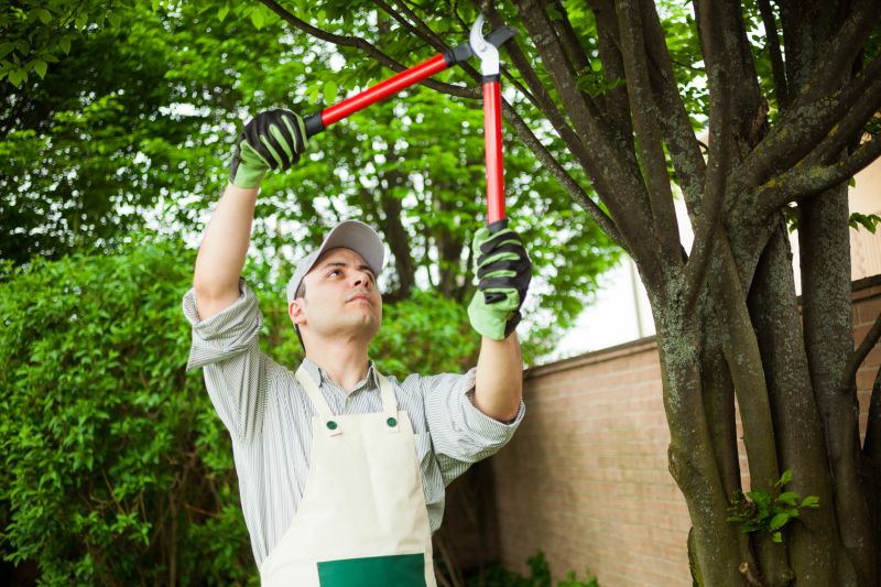 Arborist Performing Precision Pruning